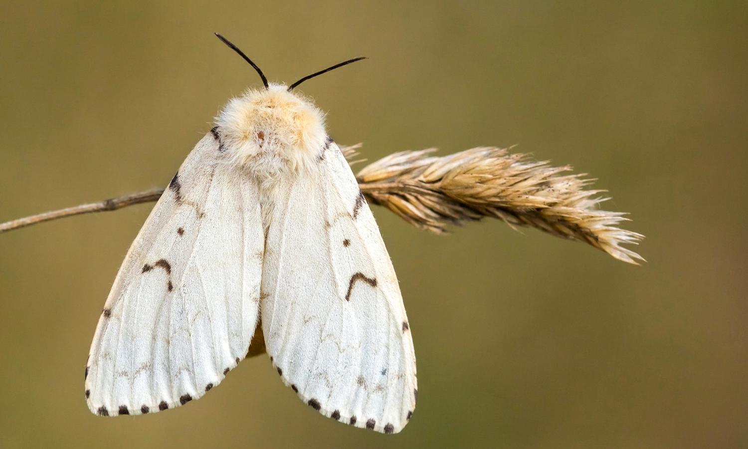 Mature LDD (Gypsy) Moth