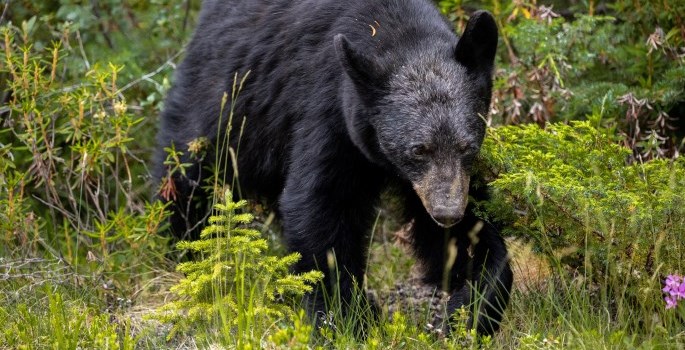 Photo of black bear in field