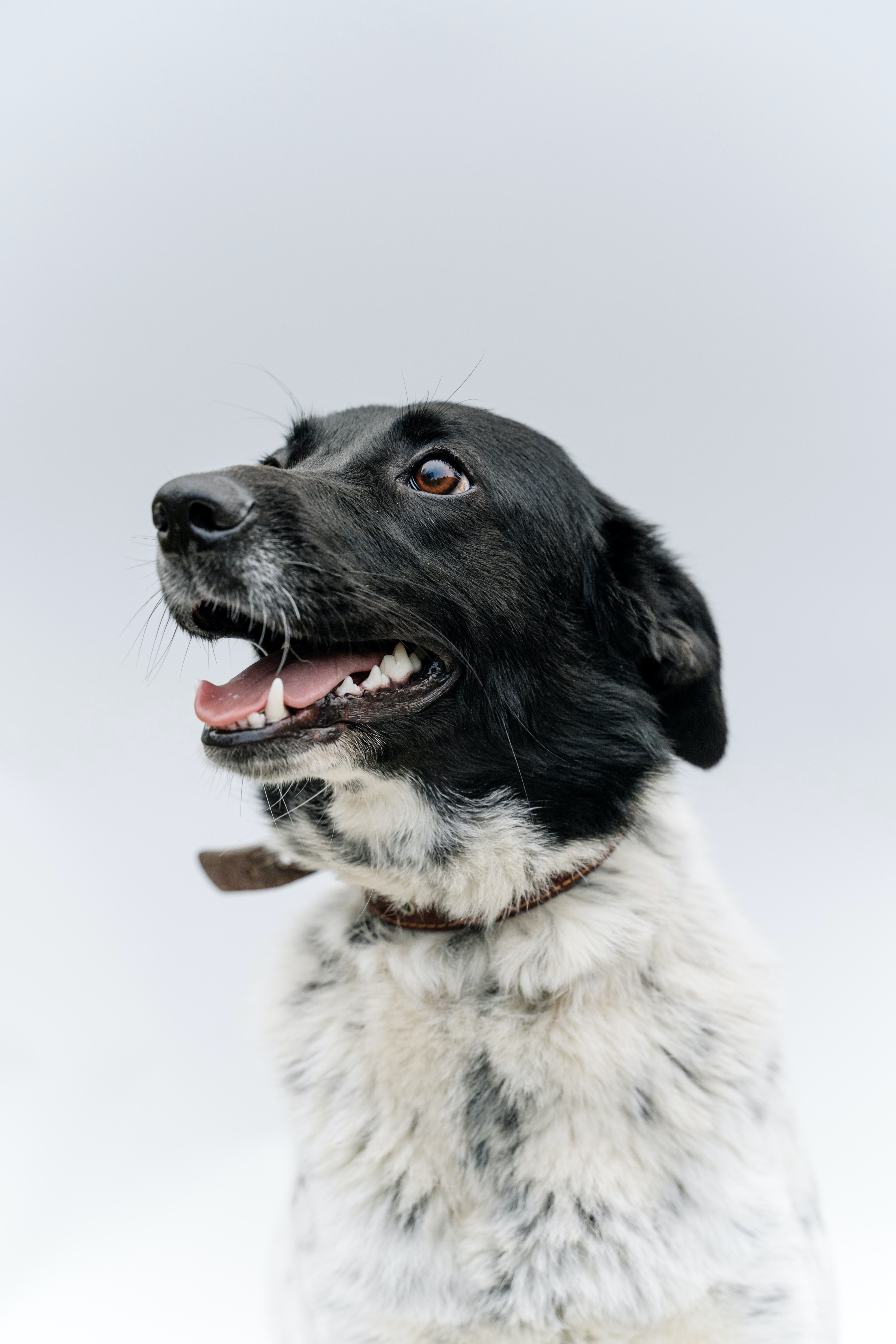 Photo of black and white dog