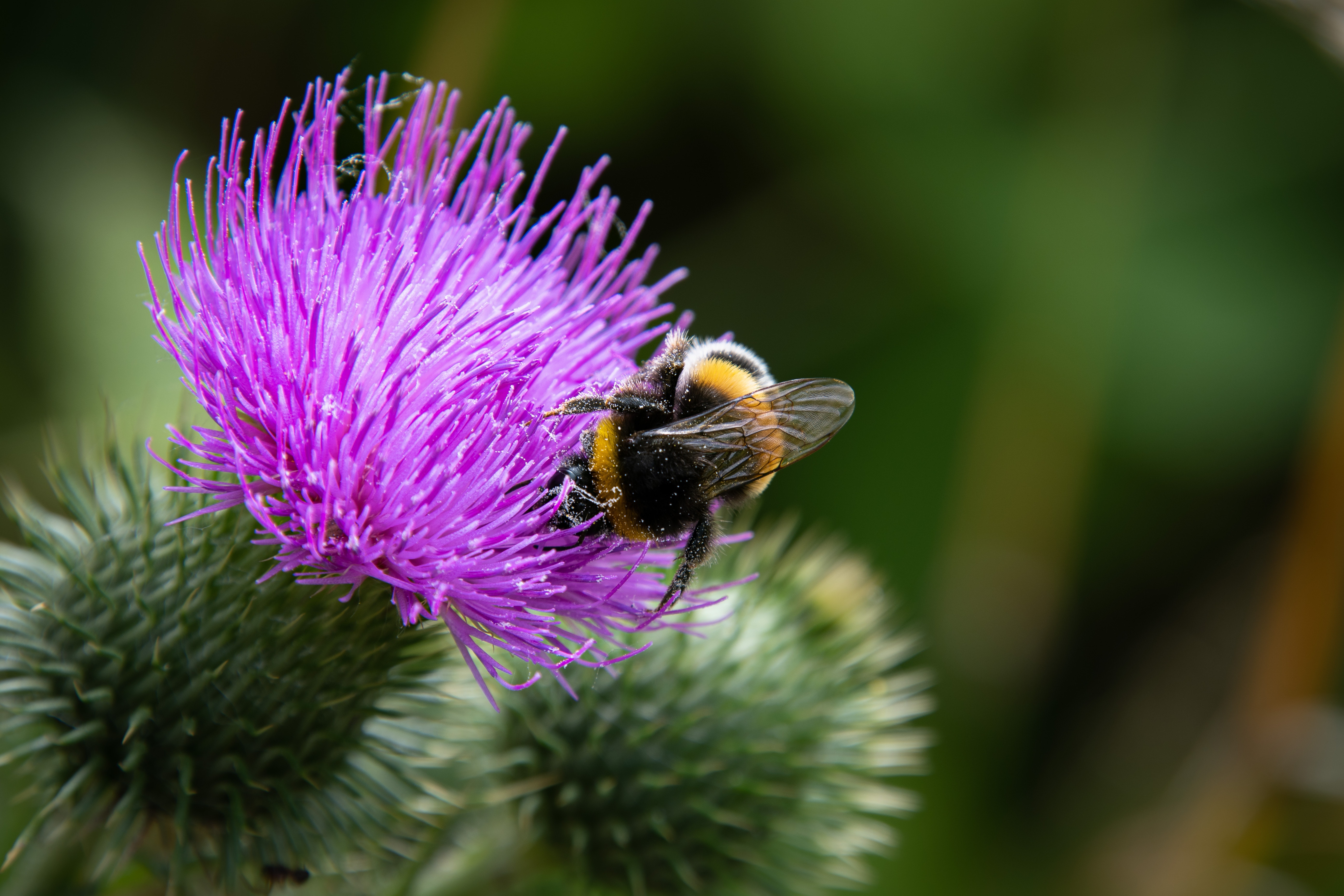 Photo of bee on flower